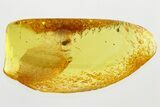 Fossil Beetle (Ptinidae) & Fungus Gnat (Sciaridae) in Baltic Amber #346605-1